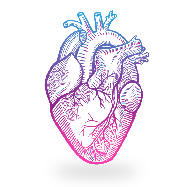 Орган сердце человека рисунок. Нарисовать сердце. Сердце анатомия. Человеческое сердце анатомия.